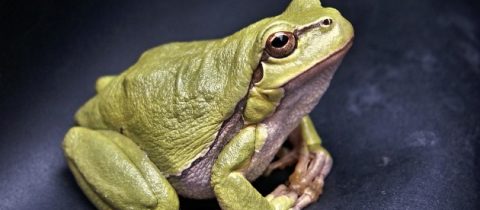 Sagan af froskinum – Að fara út af sporinu